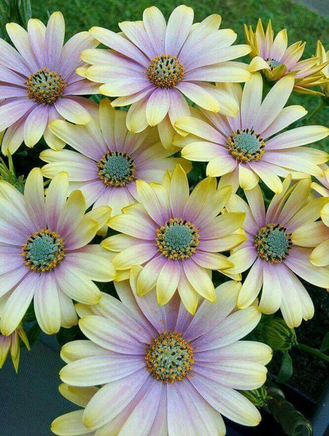 Golden Hills Farm® (AVG 300-3000) seeds African Daisies Flower Seeds (B085S7QLX3) Amazon Price History, Amazon Price Tracker
