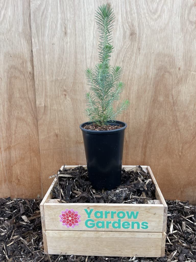 Stone Pine Sapling - Pinus pinea - Pine Kernel Tree UK Grown - 2L Pot - 40/60cm Tall