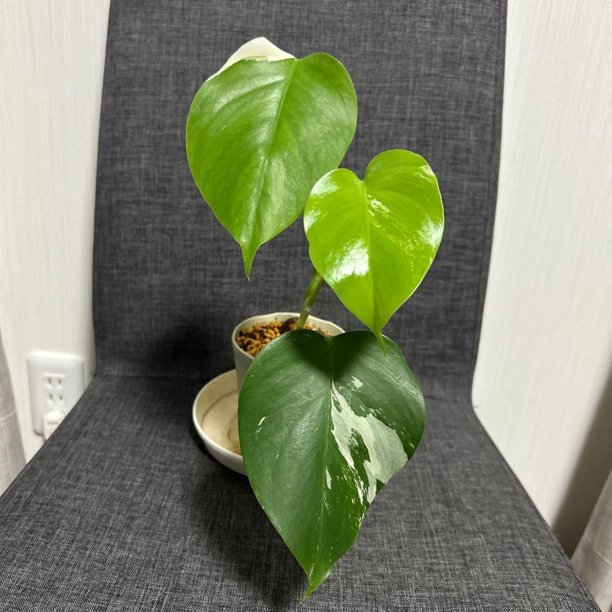 33 モンステラ 斑入り Monstera 発根済み 新芽