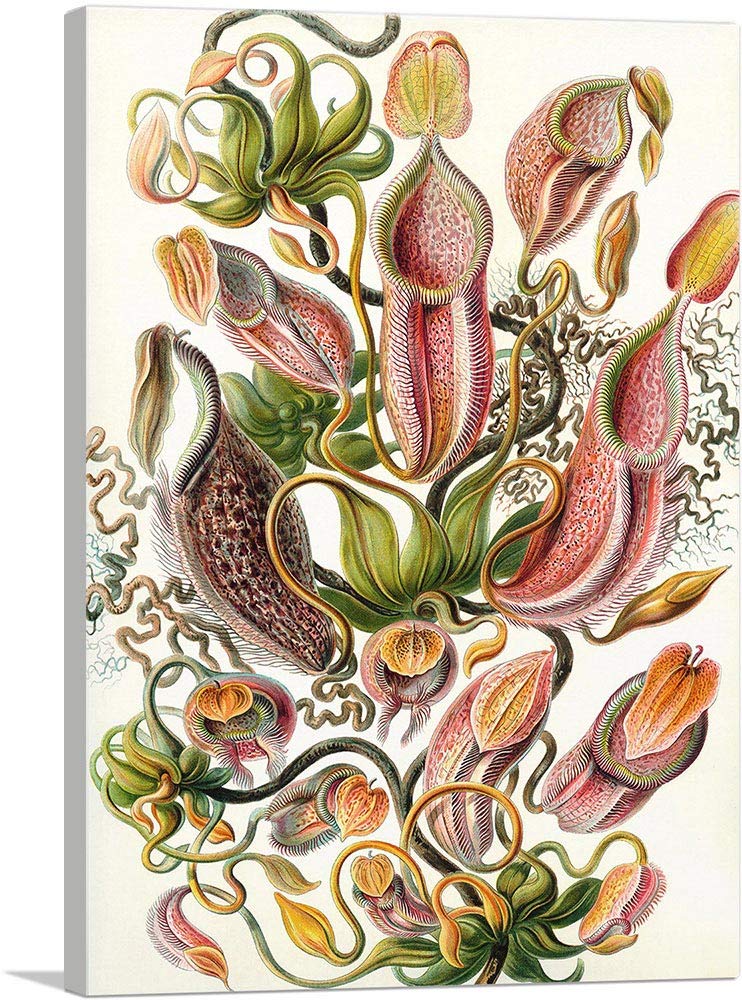 Amazon.com: ARTCANVAS Nepenthaceae Carnivorous Plants 1904 Canvas