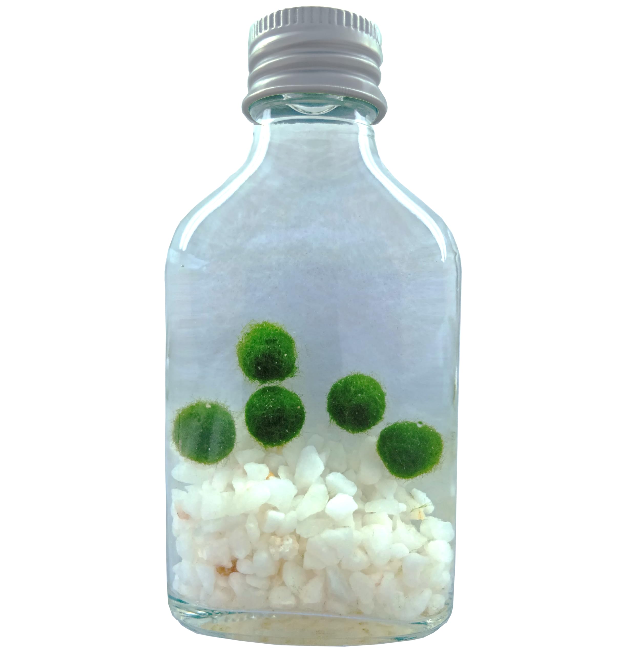 Amazon.co.jp: まりも瓶 お手軽インテリアで育成が簡単！ まりも 1cm 5