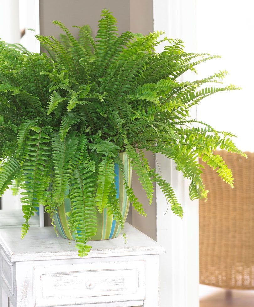 Green Boston Fern - Indoor Plants