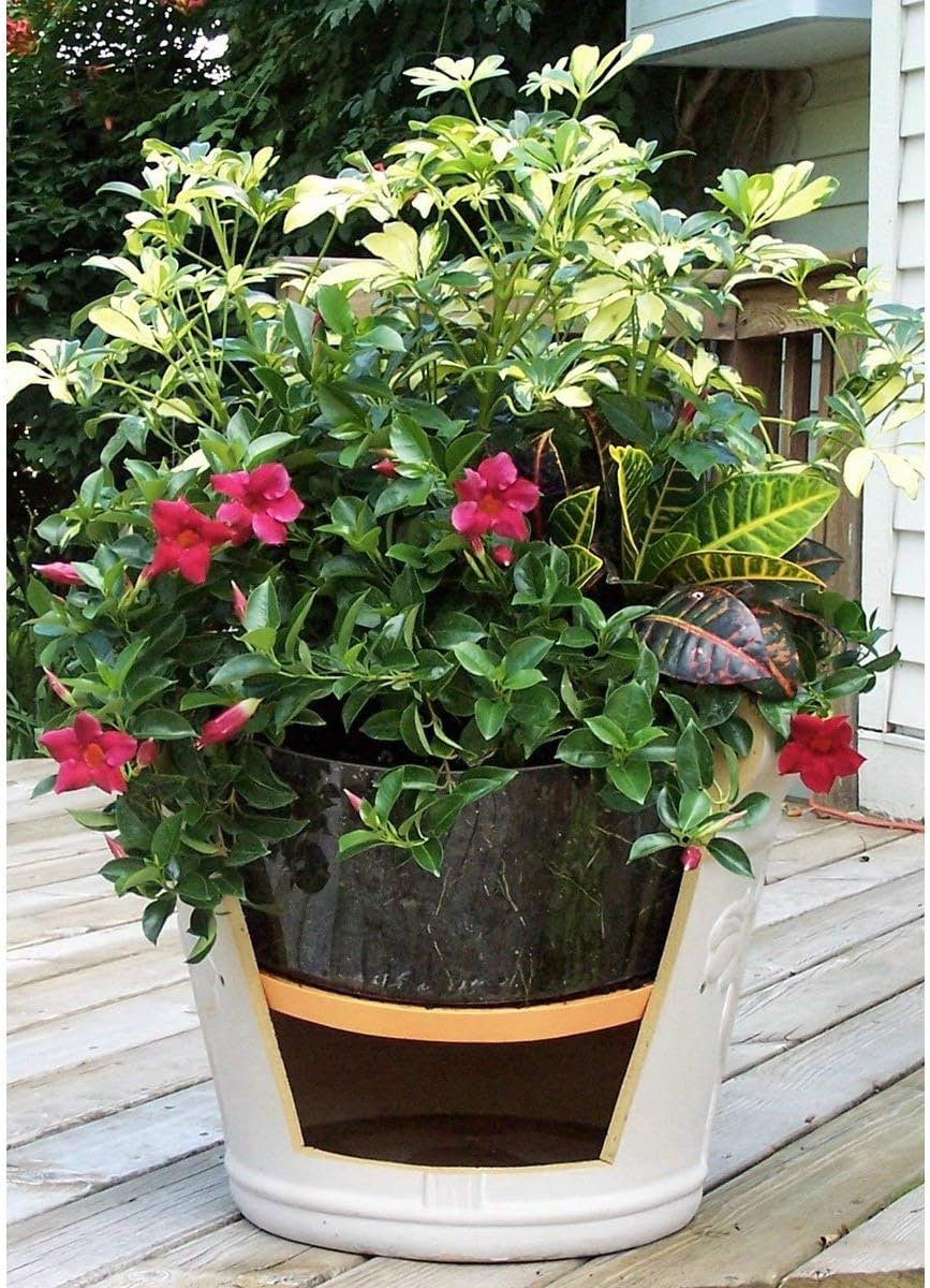 Bloem Ups-A-Daisy Orange Plastic 1 in. H Round Plant Insert 1 pk