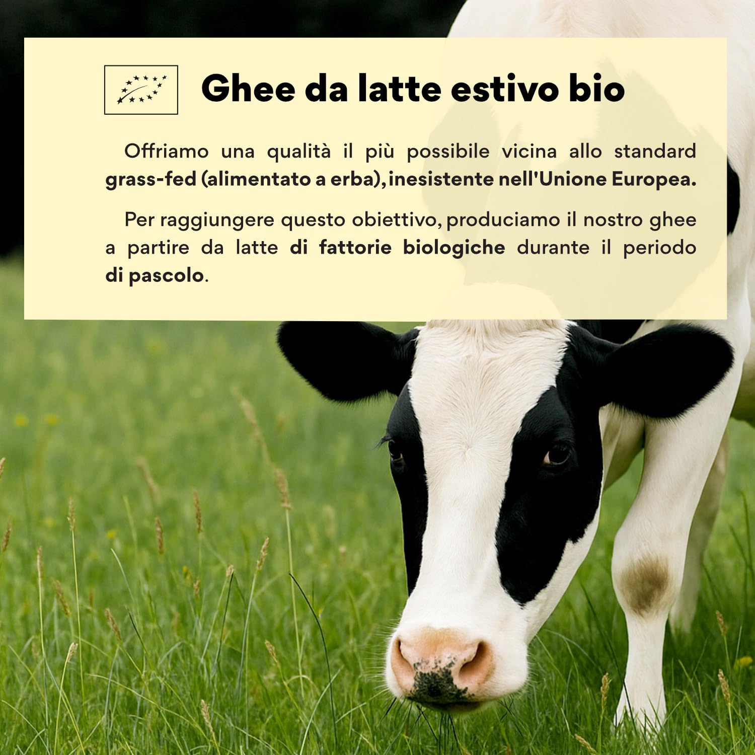 Nutribe Ghee BIO 500g | Burro Chiarificato da Latte di Mucche al Pascolo | Ideale per Keto, Paleo e Frittura | Ricetta Ayurvedica Pura