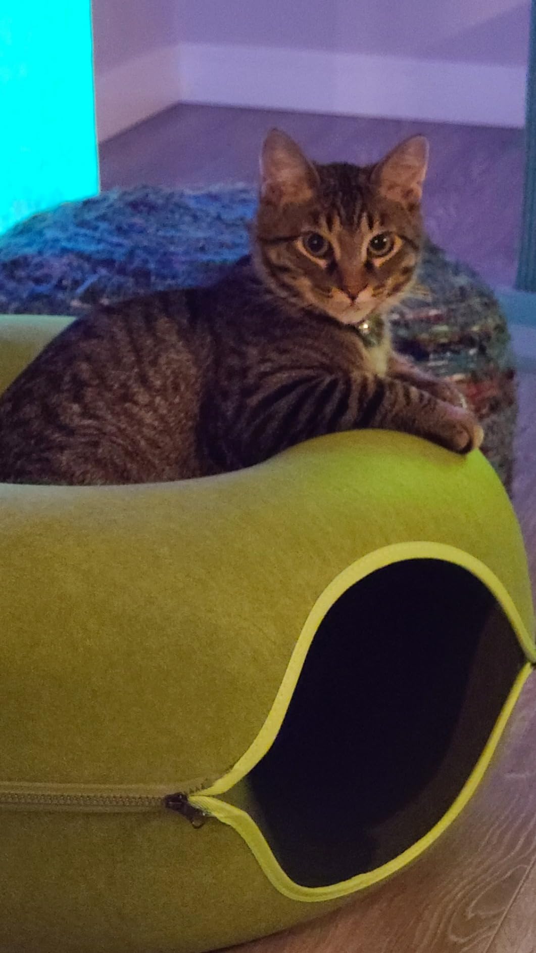 Large Cat Tunnel Bed for Indoor Cats with 3 Toys, Scratch Resistant Donut Cat Bed, Up to 30 Lbs (L 24x24x11, Dark Grey) photo review