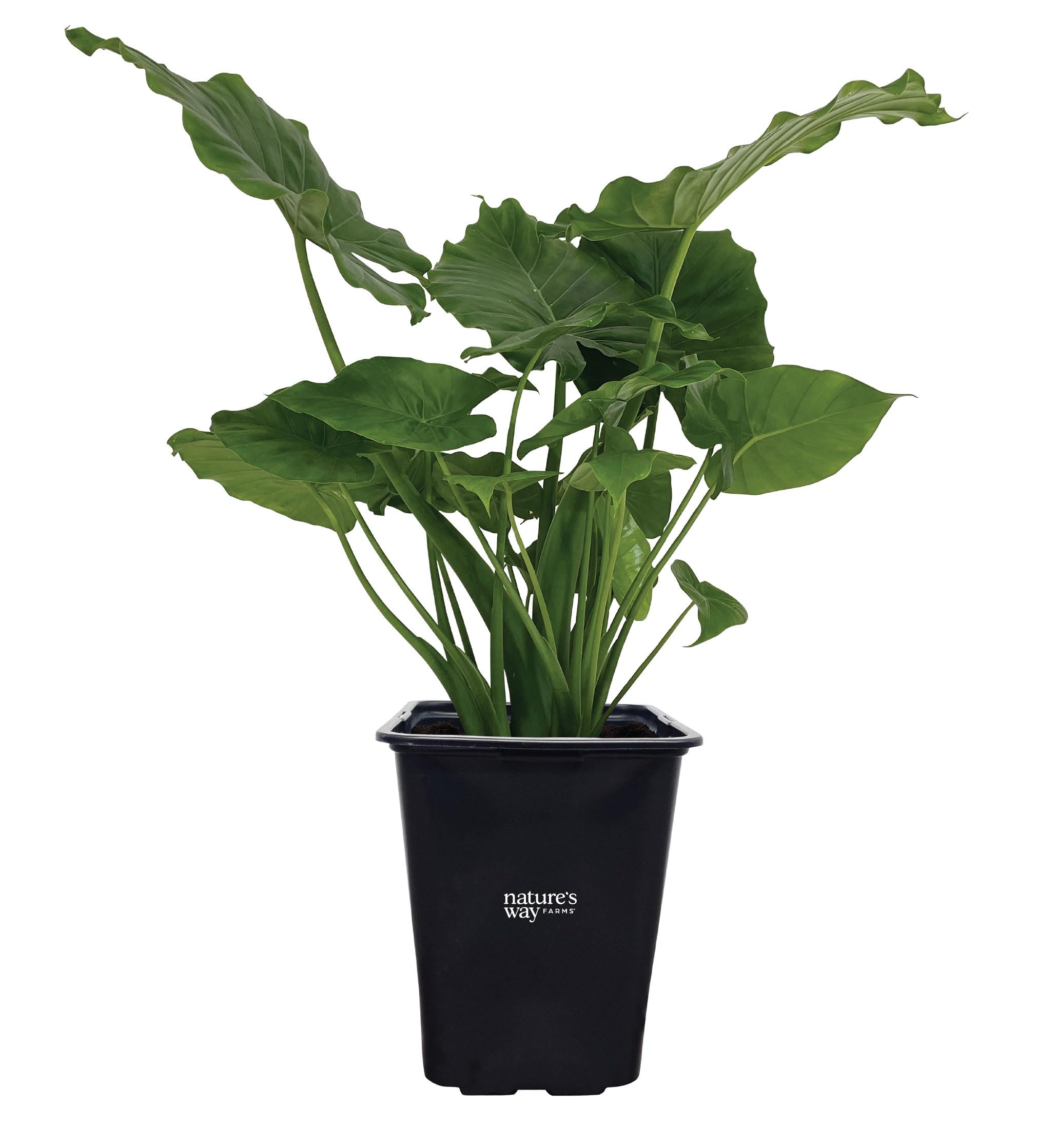 Nature's Way Farms Alocasia California