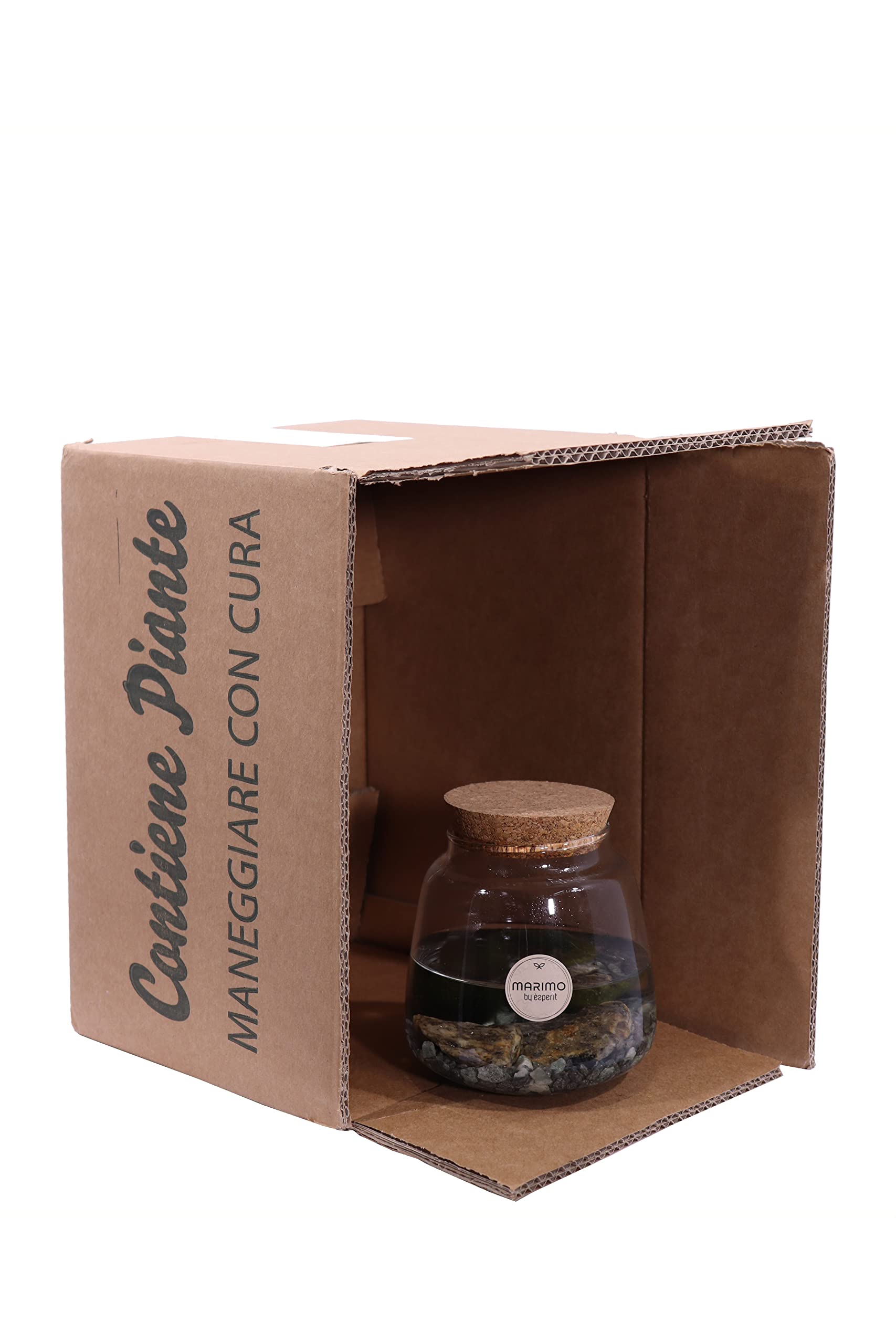 Pianta di Marimo Pianta di Cladophora Aegagropila pianta da interno Alga ornamentale pianta acquatica pianta da arredo pianta vera di Marimo venduta da eGarden.store (Marimo Rock)
