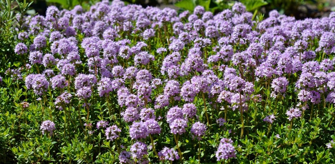 Thymus serpyllum Magic Carpet Thyme 6 Plug Plants