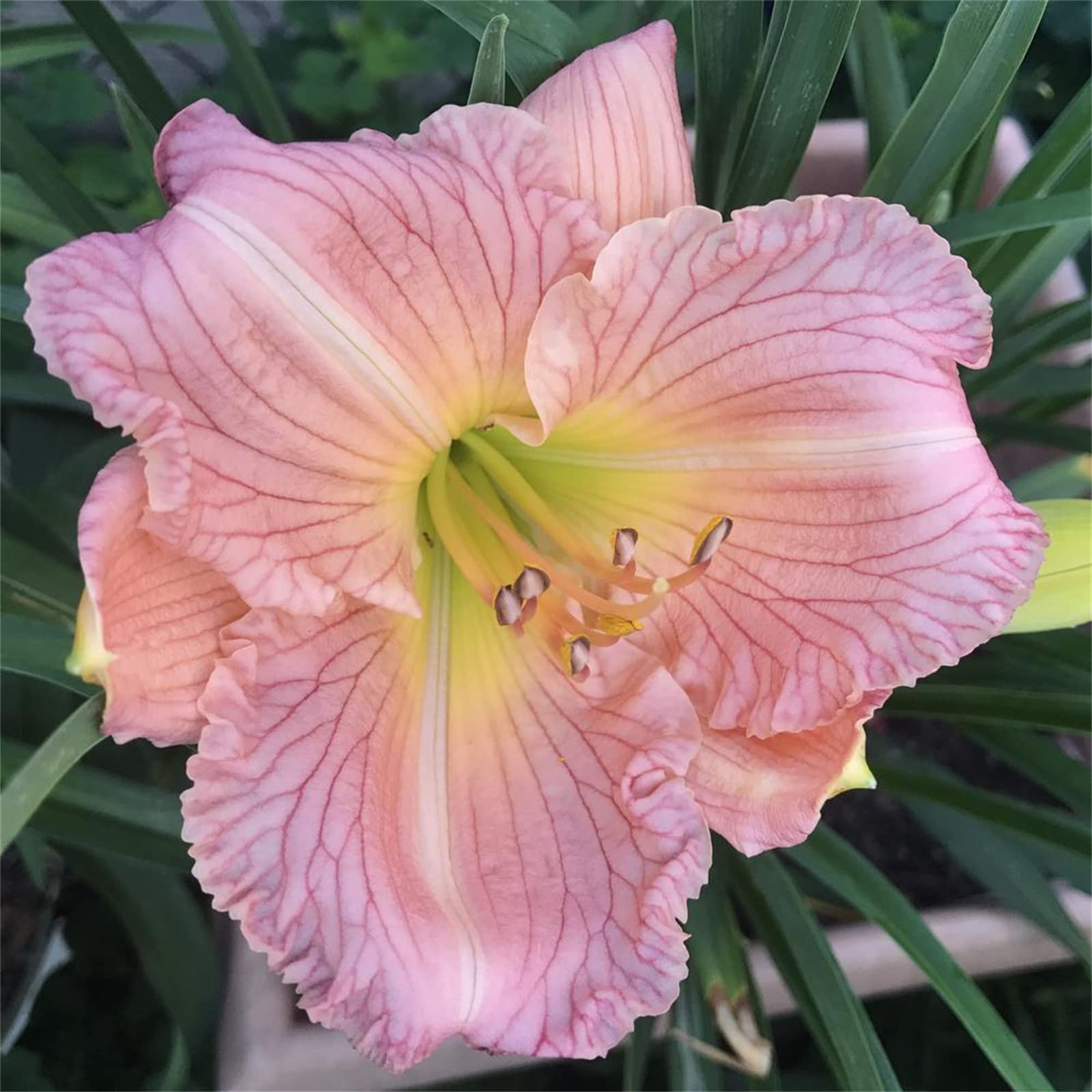 Golden Jade Carving, Daylily Rhizome. Perennial for Garden Planting/That Grow Fast, Daylily Bulbs Hemerocallis Bulbs for Planting Now UK, 5Bulbs-E