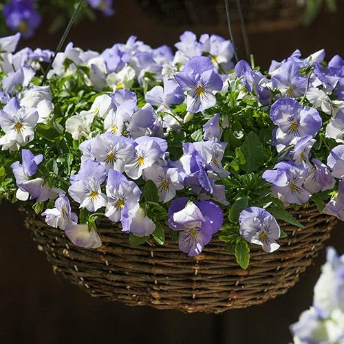 Outsidepride Pansy Cool Wave Frost Spreading, Trailing, cubierta de suelo de crecimiento rápido o flores de jardín, 30 semillas