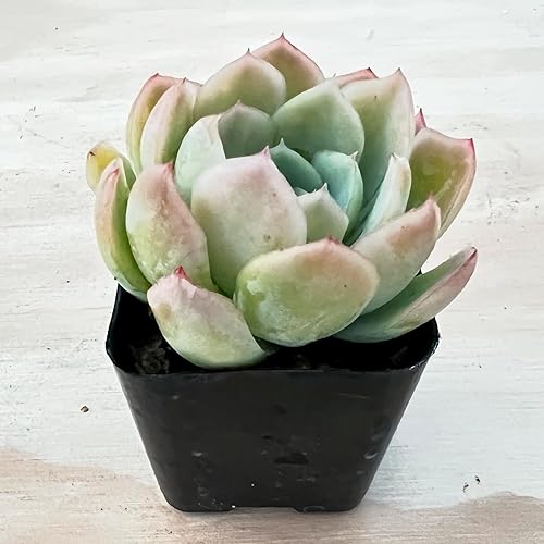 Miniatura 3 de Echeveria 'Cream Berry', suculentas vivas enraizadas en macetas de 2 pulgadas con mezcla de tierra, planta de interior para interiores y exteriores,