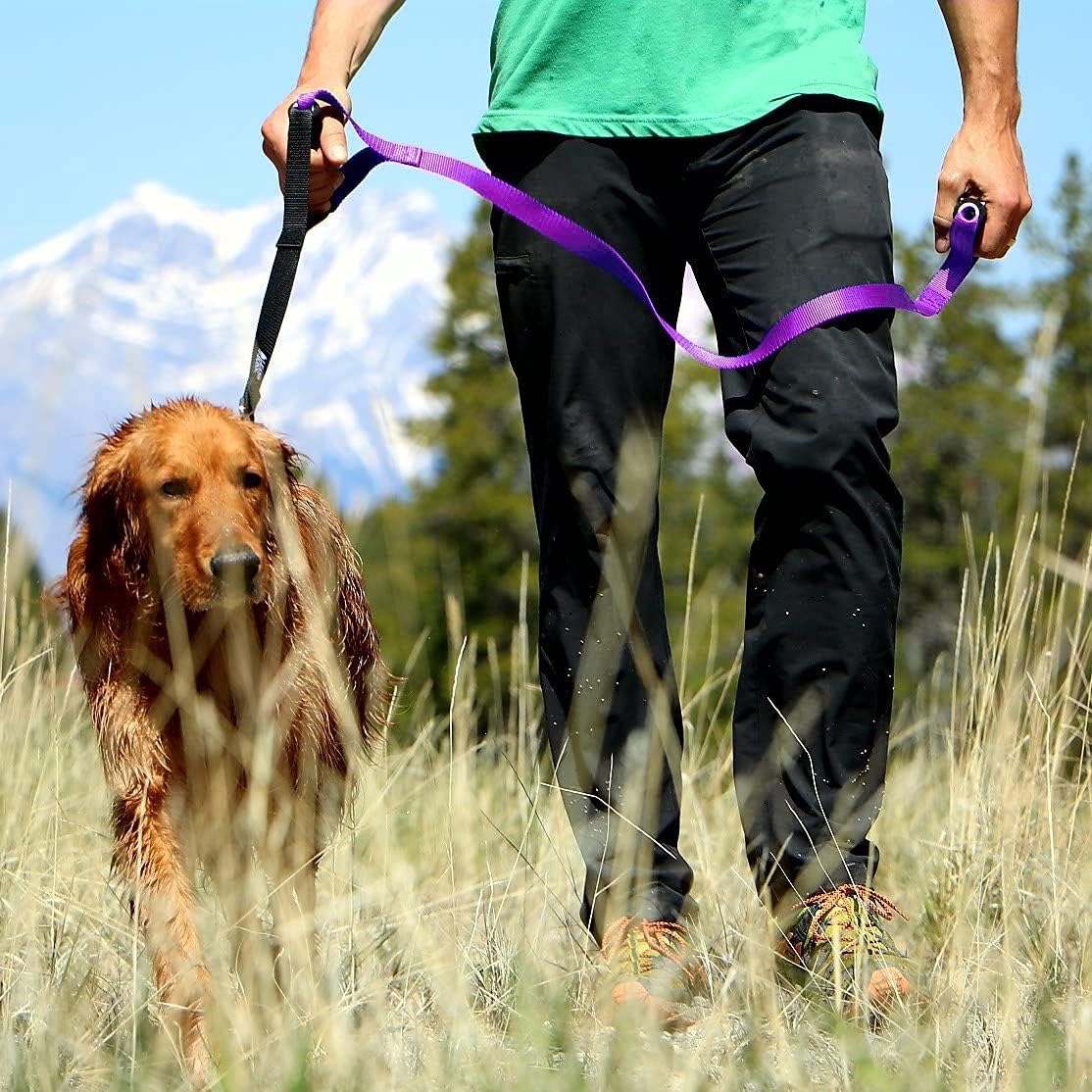 Best leash for big dogs Clearance