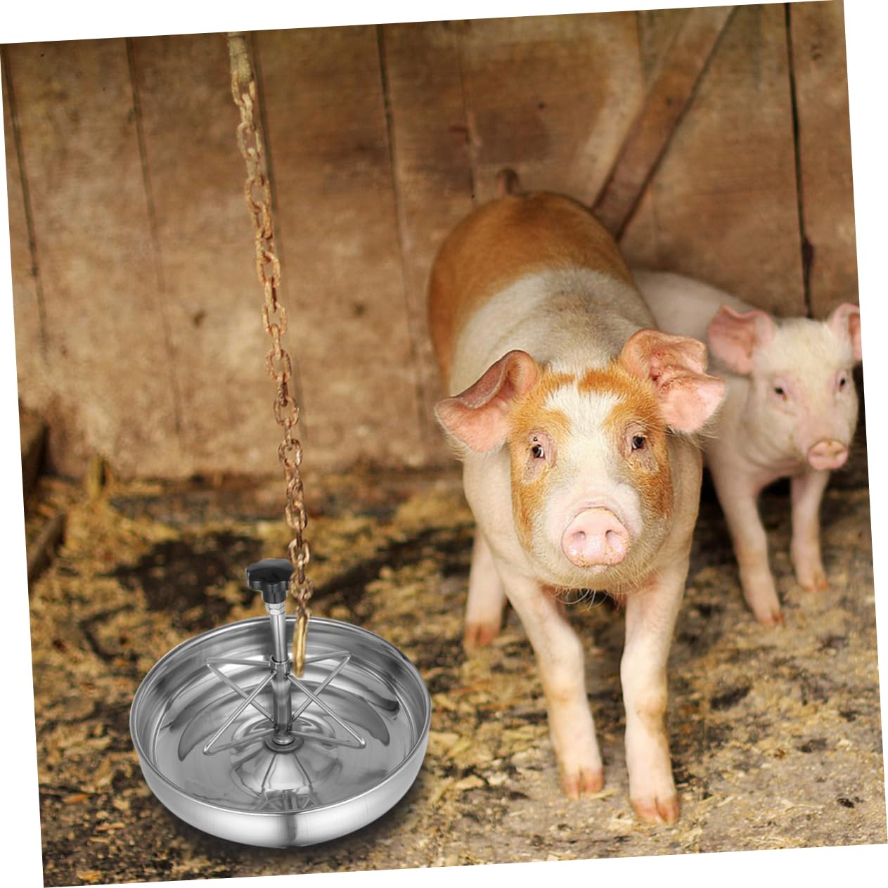 Gatuida Mangiatoia Per Suinetti Inossidabile Ciotola Resistente e Antisversamento Per Alimenti e Facile Posizionare Design e