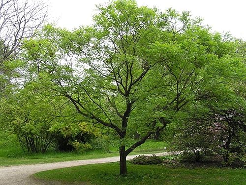 Miniatura 4 de 1-1000 piezas de semillas de árbol de lluvia dorada Pride India barniz Koelreuteria Paniculata flor amarilla 0138 (1 semilla)