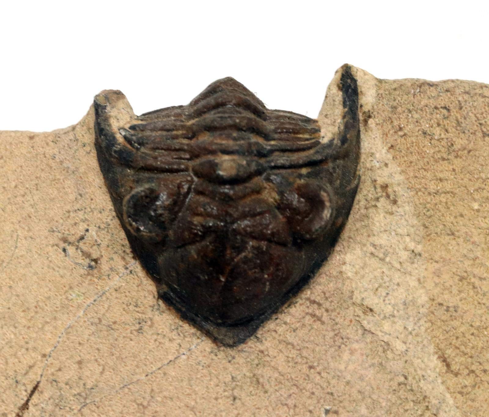Metacanthina Trilobite Fossil Morocco 390 Million Years Old #15781 8o