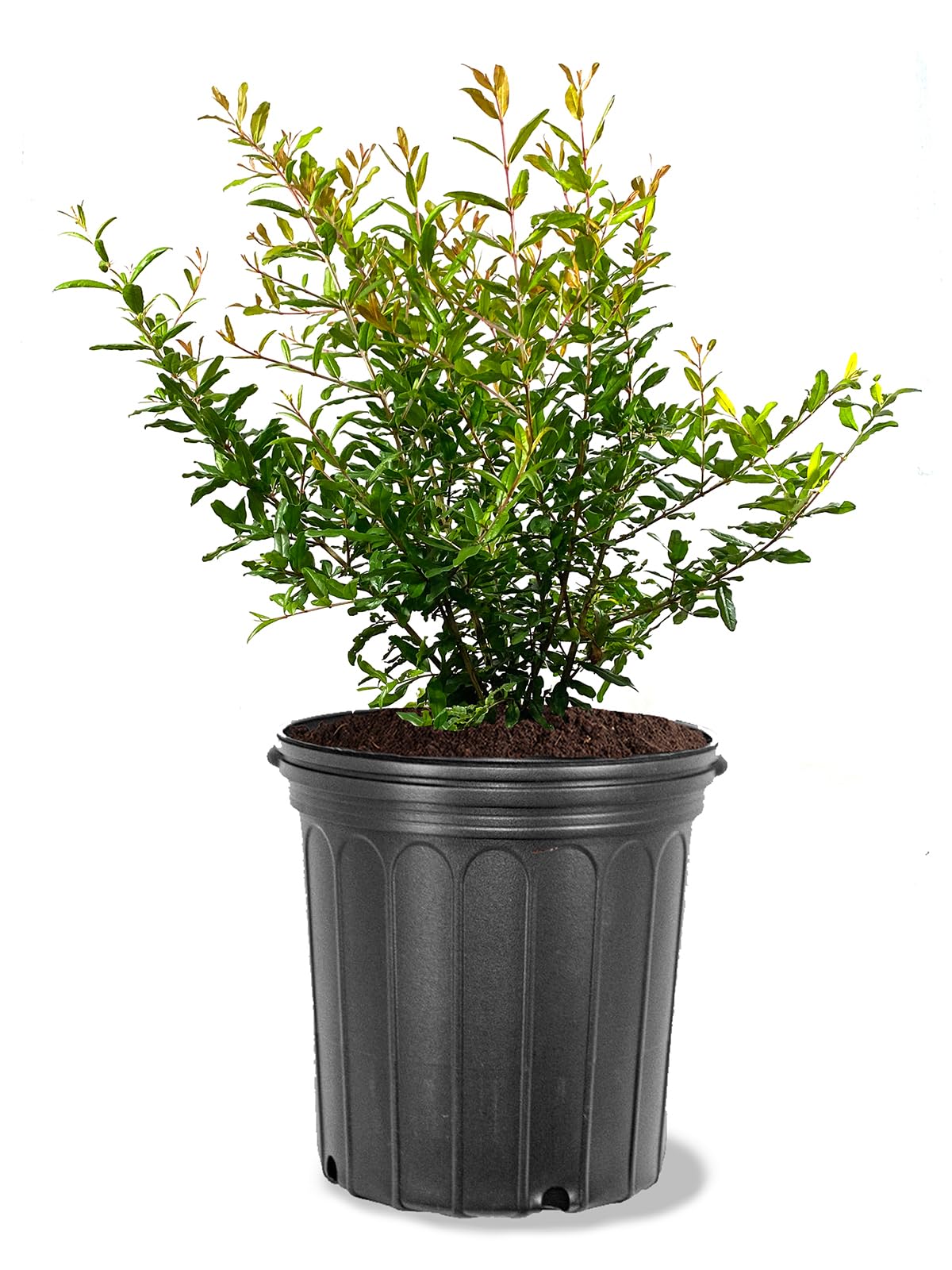 Parfianka Pomegranate Tree