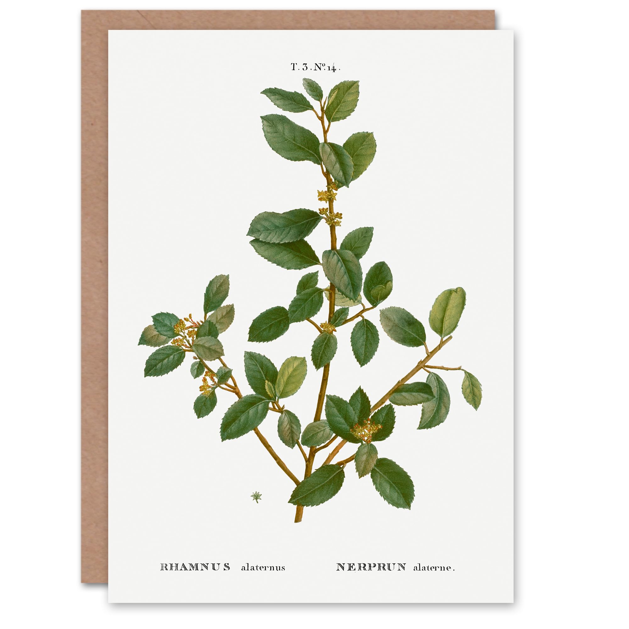 Artery8 Pierre-Joseph Redouté Art Card Italian Buckthorn Vintage Botanical