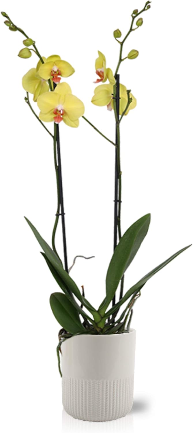 Color Orchids Live Blooming Double Stem Phalaenopsis Orchid Plant in Ceramic Pot, 20" -24" Tall, Pink Blooms