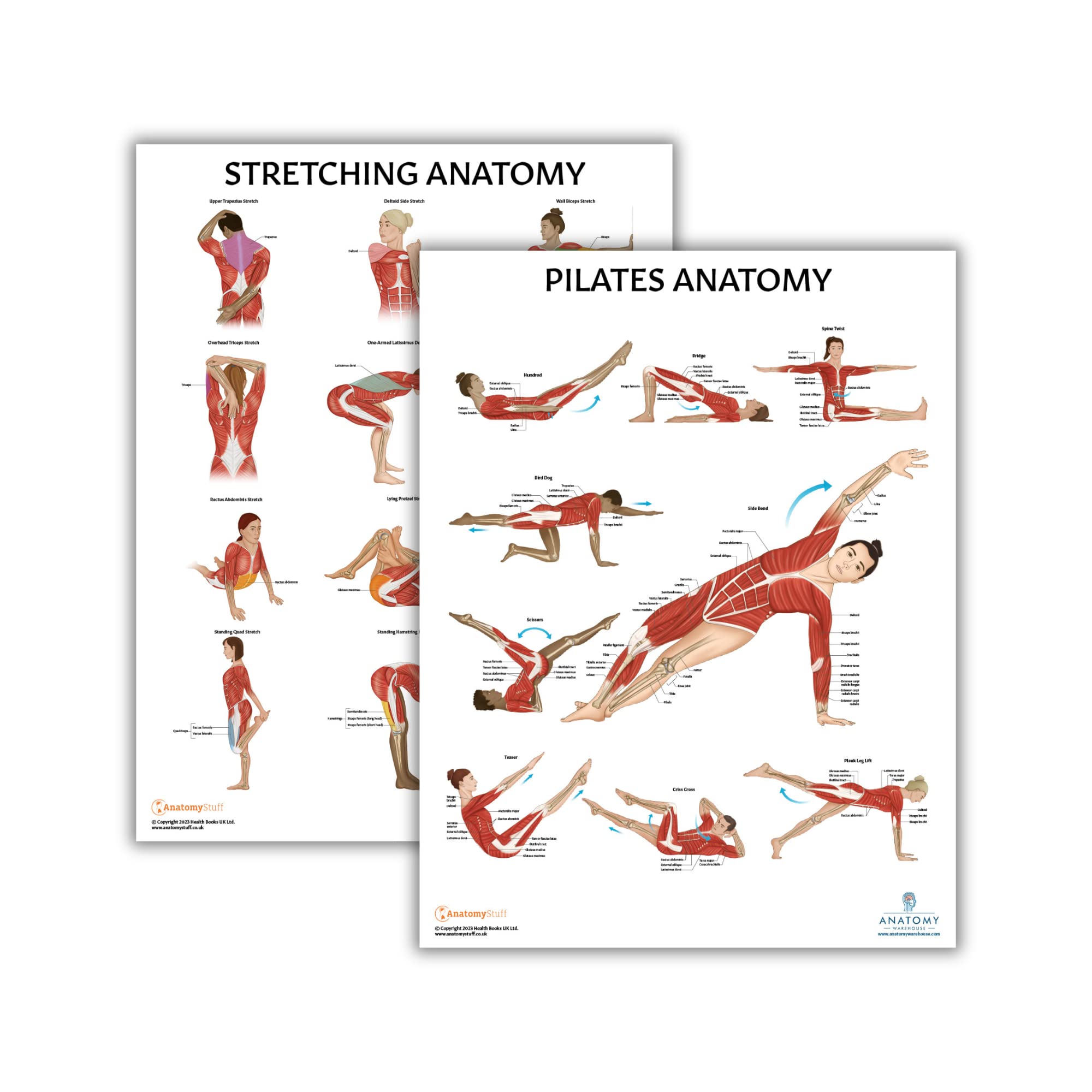 Anatomy Lab Stretching and Pilates Anatomy Posters Set