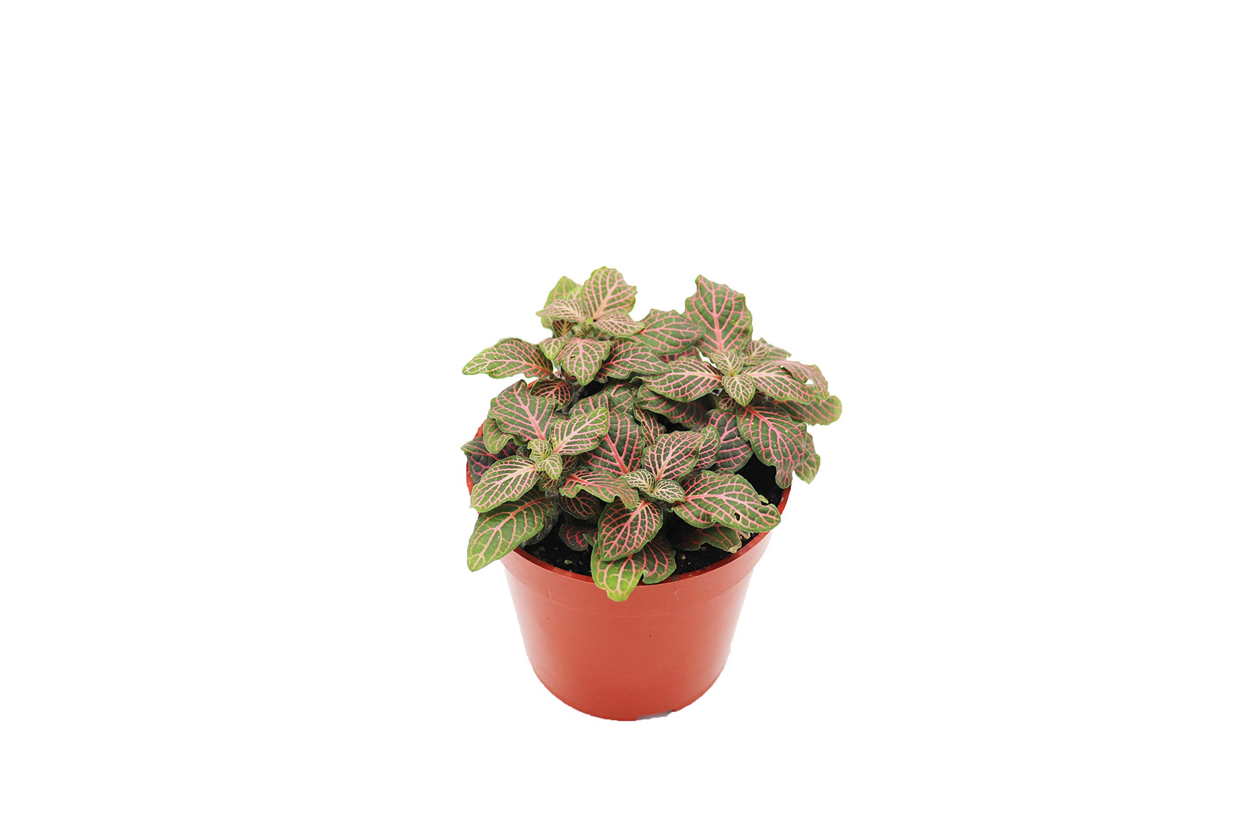 Pink Fittonia California Tropicals