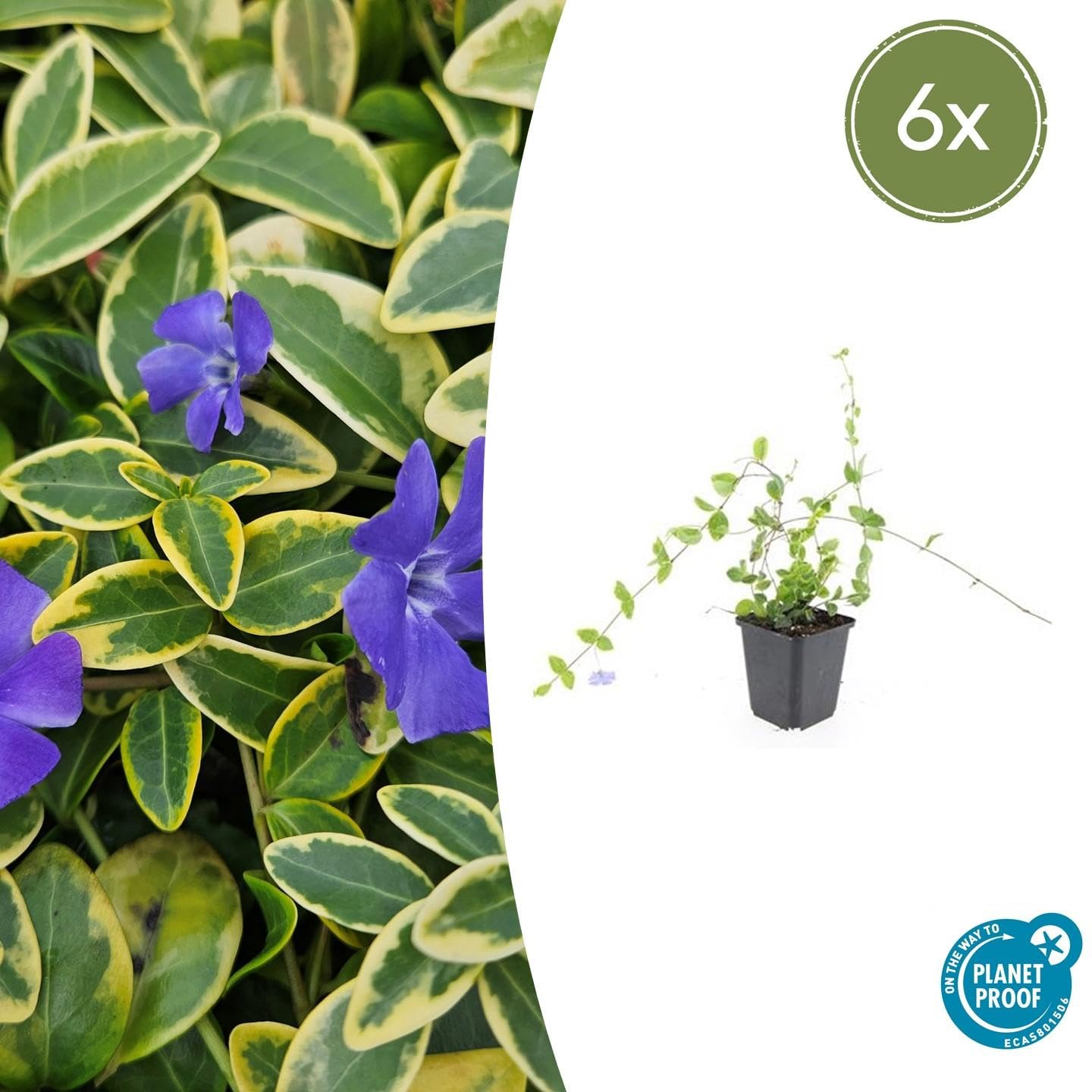 Kleinblättriges Immergrün Vinca minor 'Blue and Gold', 60 Pflanzen