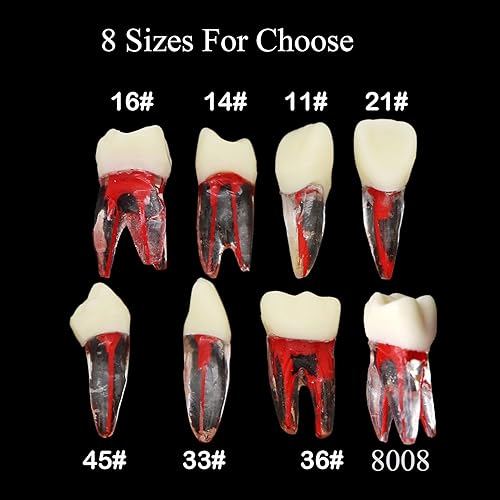Miniatura 2 de 8pcs dientes modelo endodoncia endodoncia archivo RCT práctica pulpa para enseñanza estudio