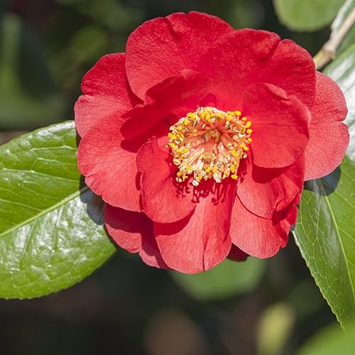 EZ Growing Plants (3 galones) Camellia 'Flame'-Showy Flores redondas rojas con ojos amarillos en los extremos de las ramas desde mediados de