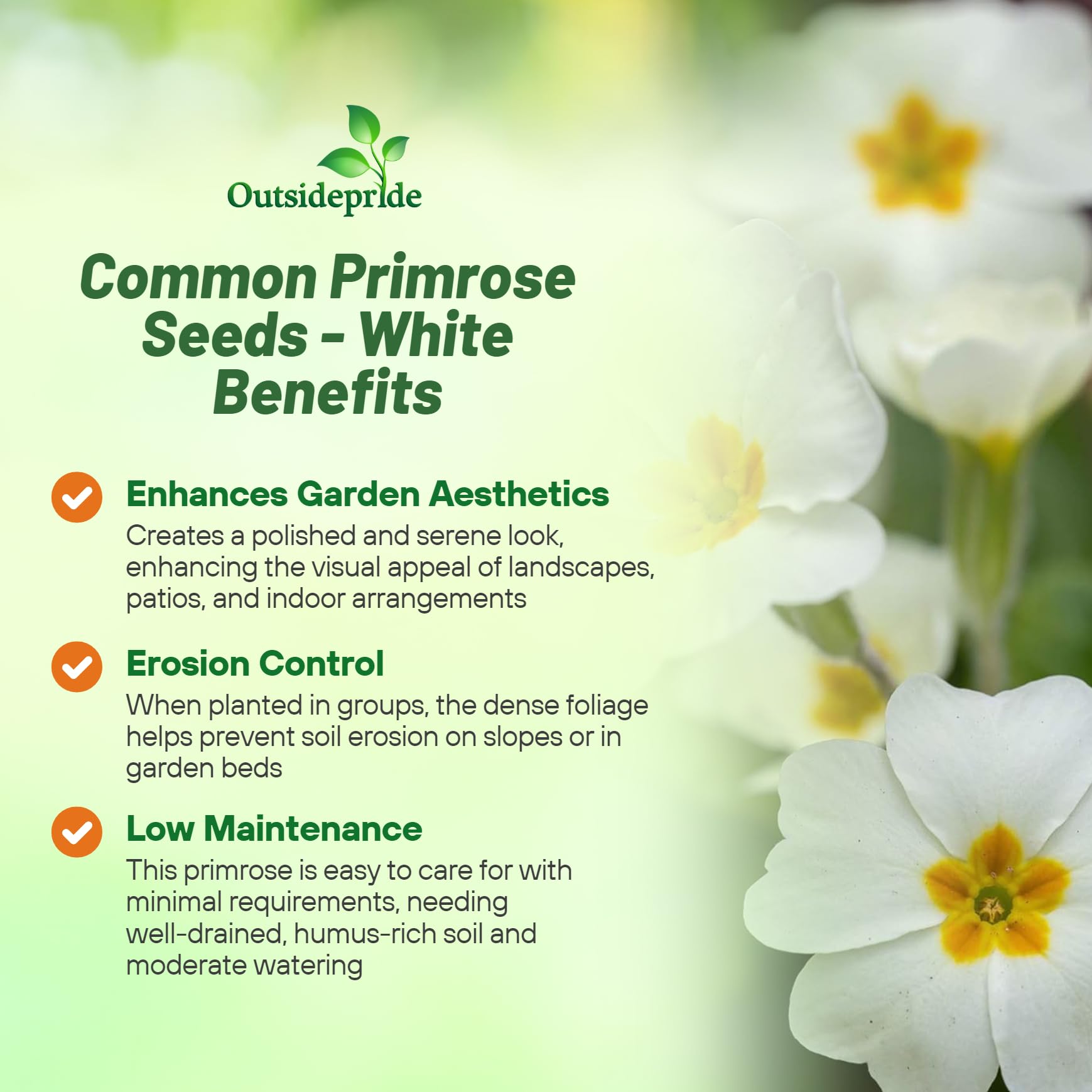Amazon.com: Outsidepride White Common Primrose Seeds - 100 Pcs