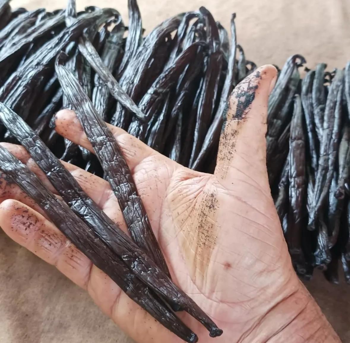 2 Gousses de Vanille de Tahiti-16-17 cm-Qualité Premium-Variété Tahitensis-Parfum Intense et Exotique-100% Naturelles-Parfait pour Pâtisserie cuisine et cocktails