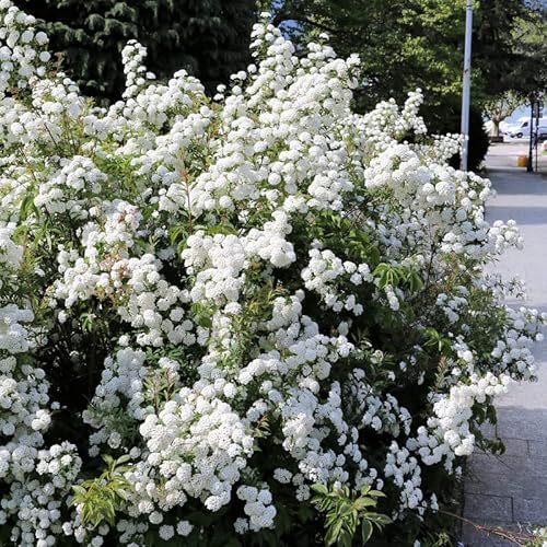 2 Japanese Snowball Viburnum Bushes Shrubs, Old Fashion Snowball Viburnum Plants 6-12 Inc Tall To Grow #TOP7