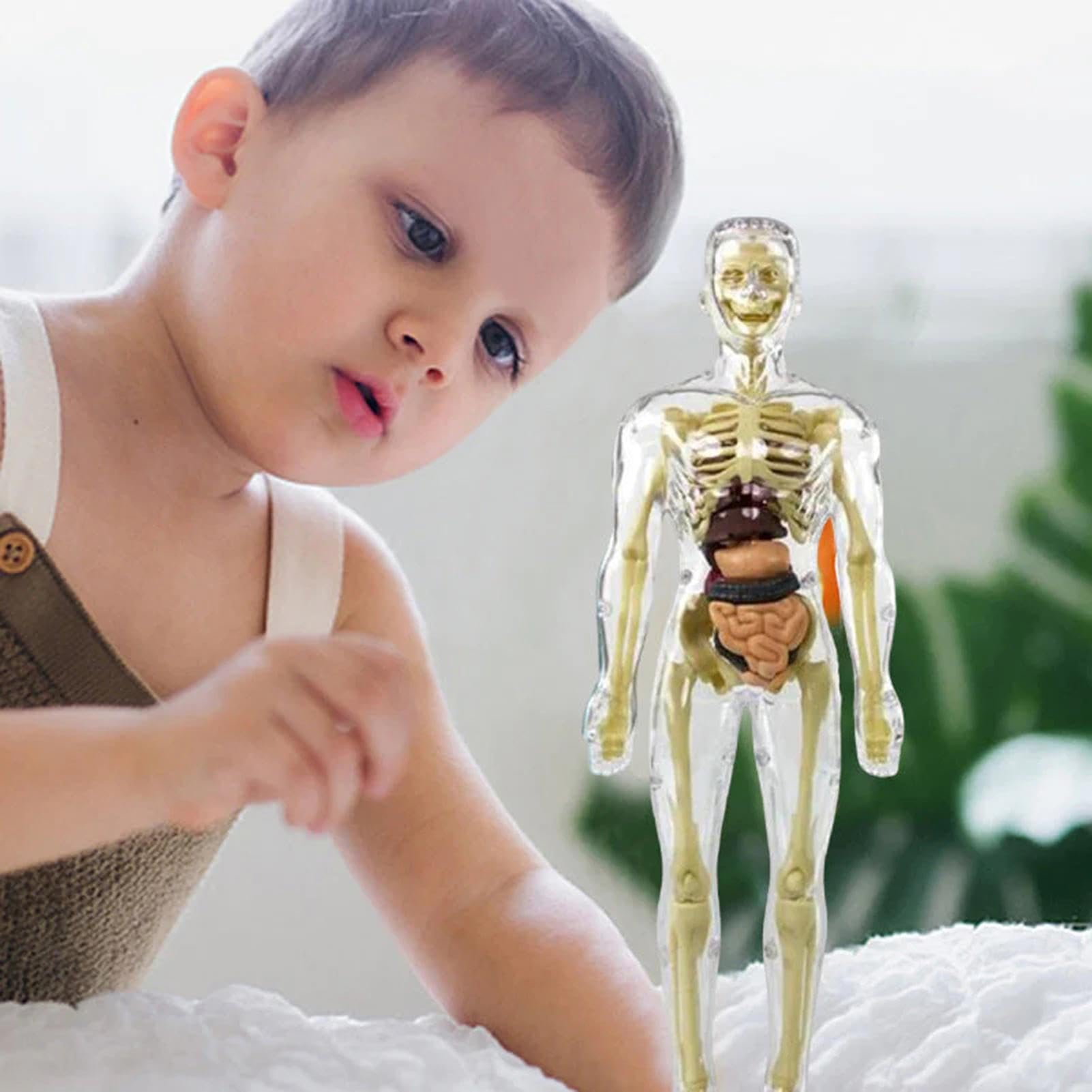 Human Body Model Kit Breesky Human Heart Torso And Skeleton 3D Model ...