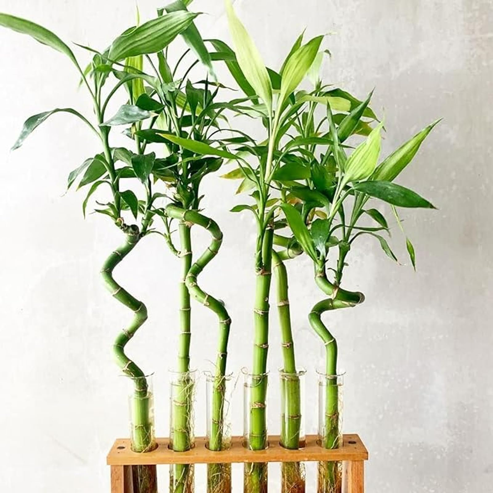 Sponsored Ad – Lucky Bamboo 40cm Stems - 4 Spiral Stems - Dracaena Sanderiana - Indoor Plant Gift