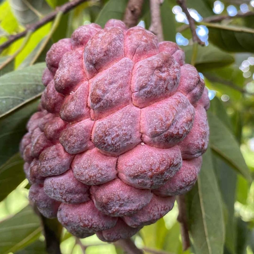 M-Tech Gardens Rare Sugar Apple/Sitafal (" Red " Annona squamosa, Grafted) Exotic 1 Live Fruit Plant (B0CP8RWSC1) Amazon Price History, Amazon Price Tracker