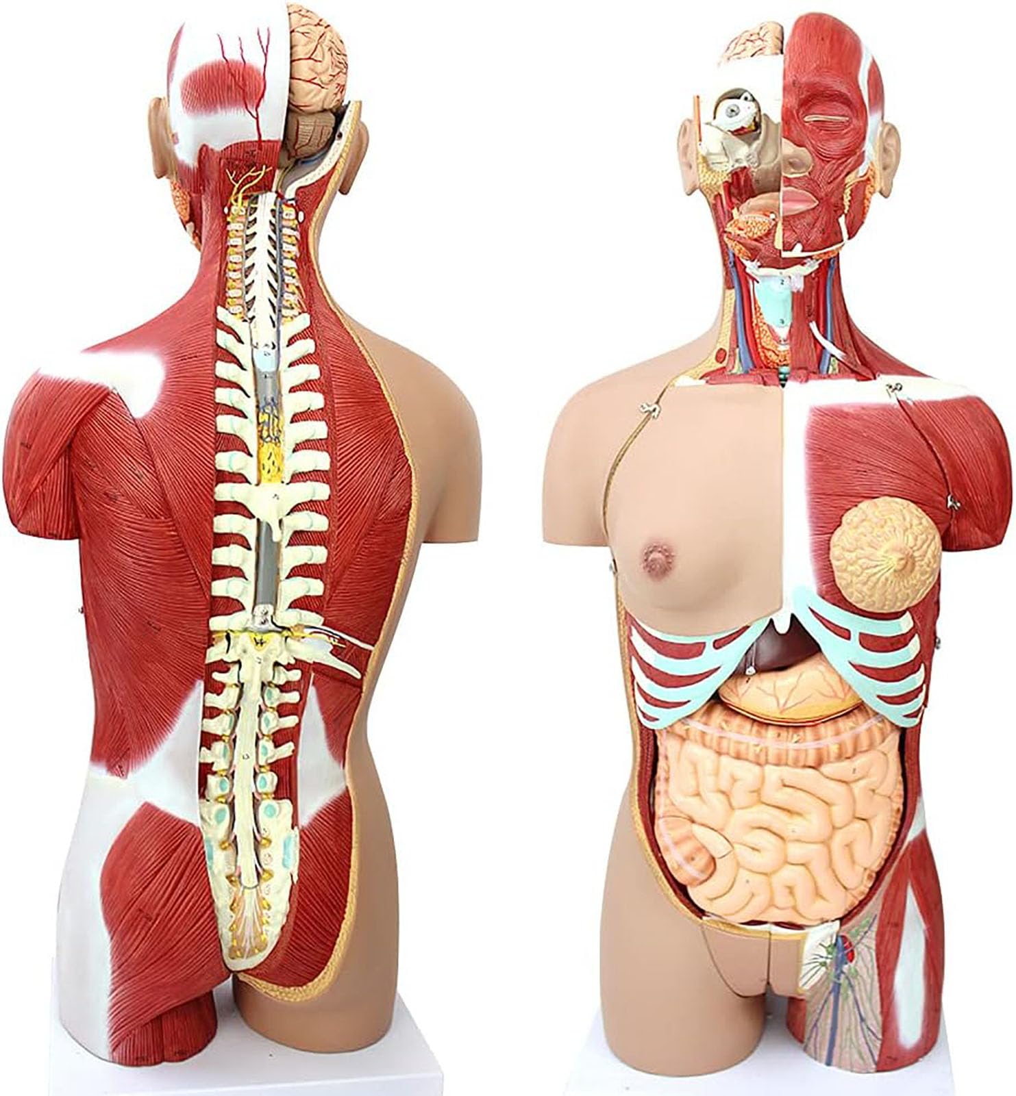 Dwupłciowy model tułowia człowieka, 85 cm, naturalnej wielkości model ciała z 29 wyjmowanymi organami ludzkimi, anatomiczny model szkieletu do szkolnej edukacji medycznej