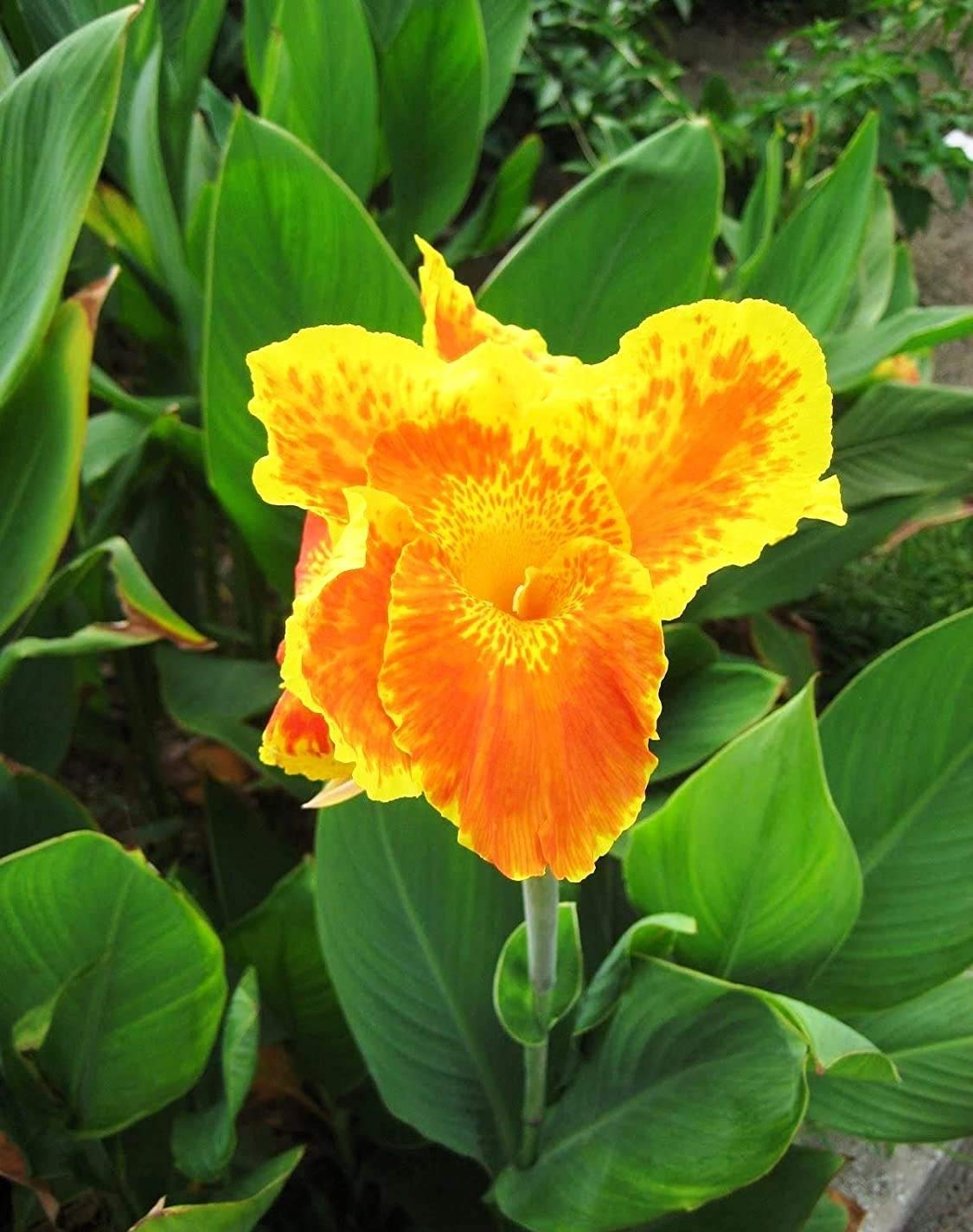 ROOKHRAJ PAUDHSHALA Canna, Keli केली (Hindi), Laphoorit