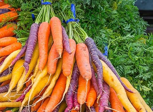 Miniatura 2 de Seeds Vegetable Carrot Sweet Rainbow Mix (Red, Purple, White, Yellow) for Planting Non GMO - 100 Seeds