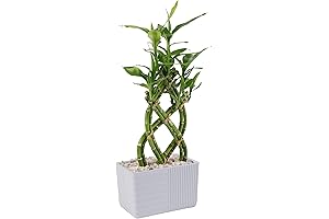 Lucky Bamboo Plant: Peace and Harmony in Your Space