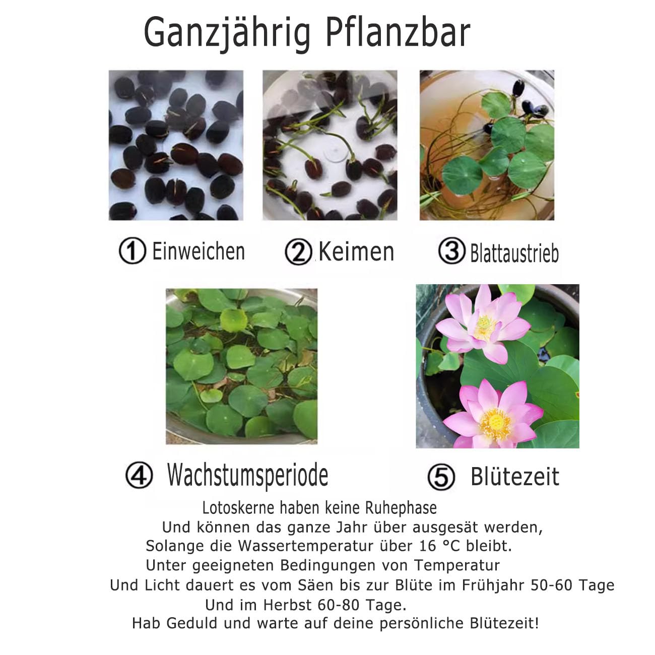 50 Stück Lotusblumen Samen - Winterhart Für Teich, Garten & Balkon