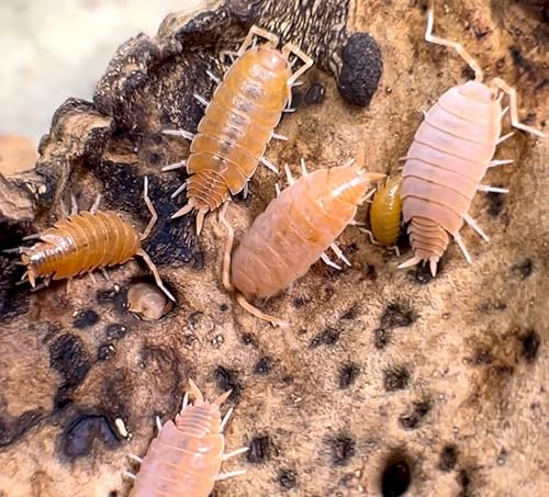 Miniatura 3 de Isópodos en polvo naranja, 15 unidades de Porcellionides vivos Pruinosus Cleanup Crew y comida para reptiles, Roly Poly para insectos, terrarios,