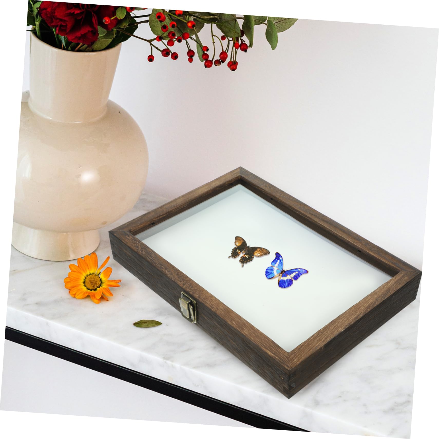 ERINGOGO Boîte De Présentation En Bois Avec Couvercle Transparent 31X8.66X1.85 Pouces Vitrine Pour Cadre De Rangement De Spécimens D'Insectes Et Pour Collection Et Affichage