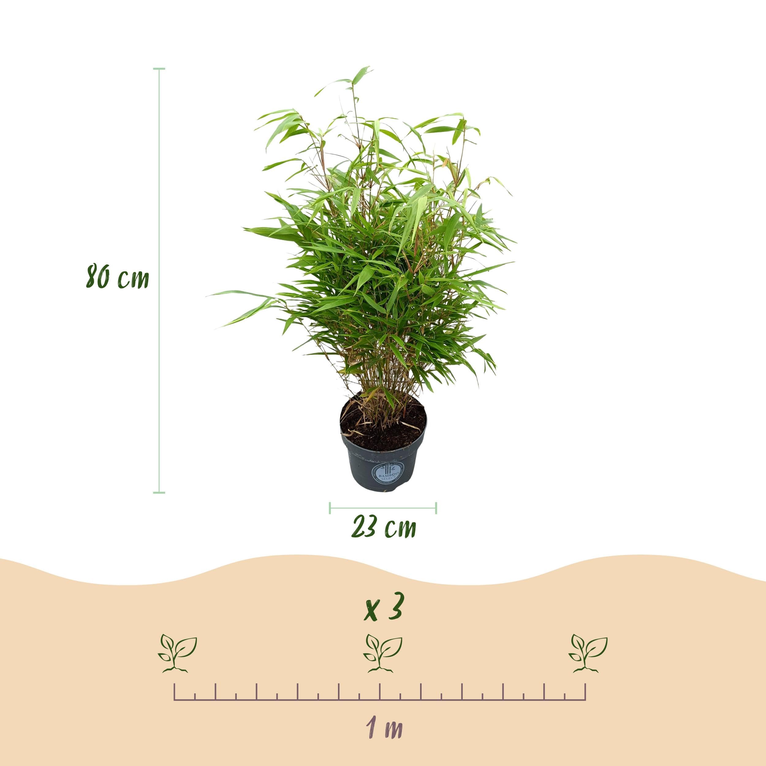 Graminées - Fargesia Rufa - Non invasif Bambou - A feuilles persistantes - 70-80cm - Ø23cm - Plante de jardin