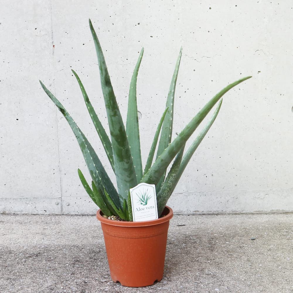 Amazon.co.jp: ITANSE アロエ・ベラ 5号 1個売り 多肉植物 Aloe