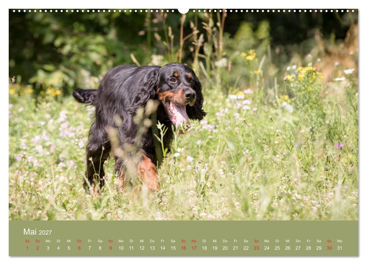 CALVENDO - Setter - Geliebter Freund und Jagdkamerad (hochwertiger Premium Wandkalender 2027 DIN A2 quer), Kunstdruck in Hochglanz: Der Setter - treuer Freund der Familie und verlässlicher Partner auf