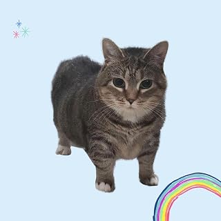 OIIA CAT SPINNING