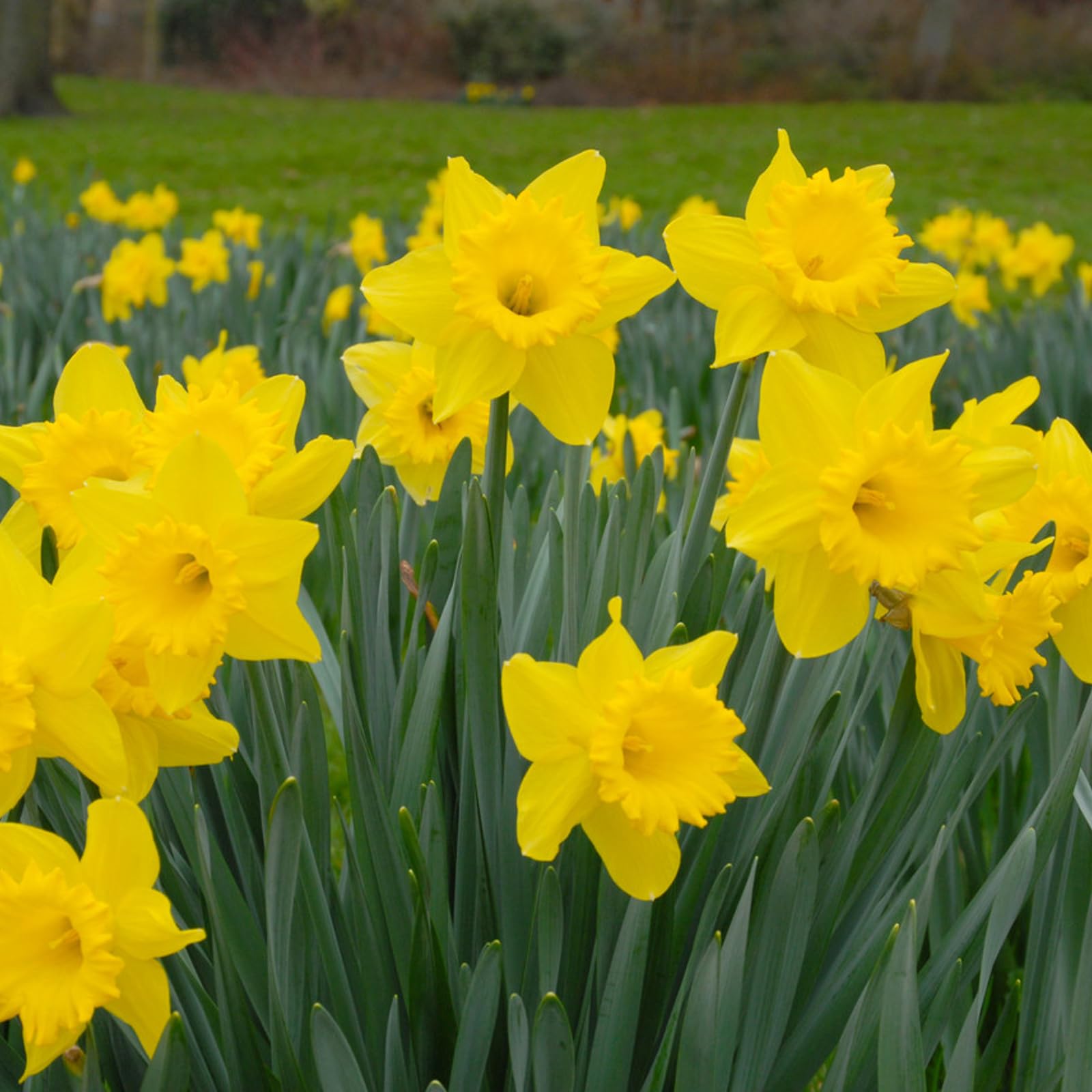 Carbeth Plants - 10 x Daffodil Dutch Master Spring Bulbs