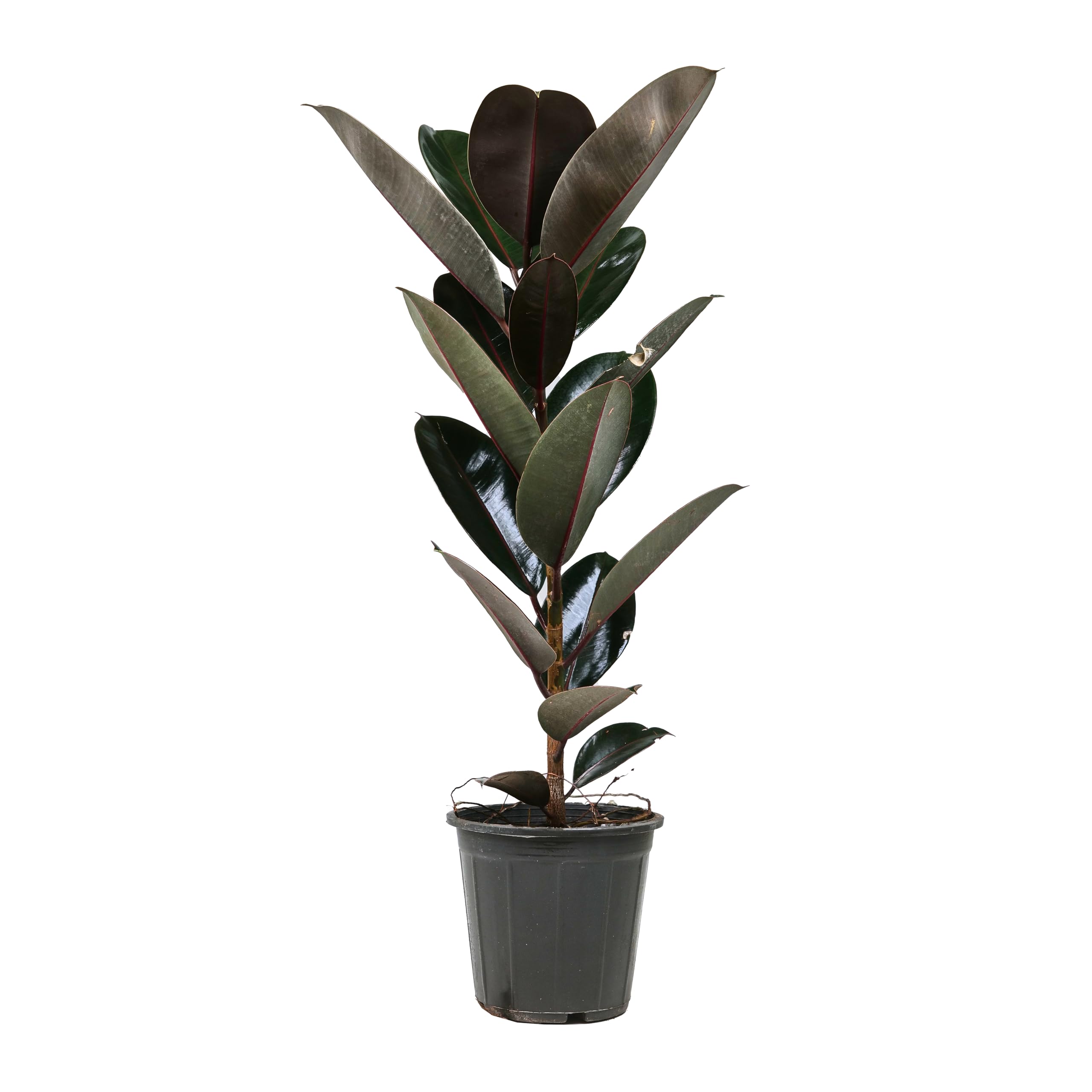 Spring Rose SouqRubber Plant Live Plant 45cm - Plant for indoor and outdoor garden