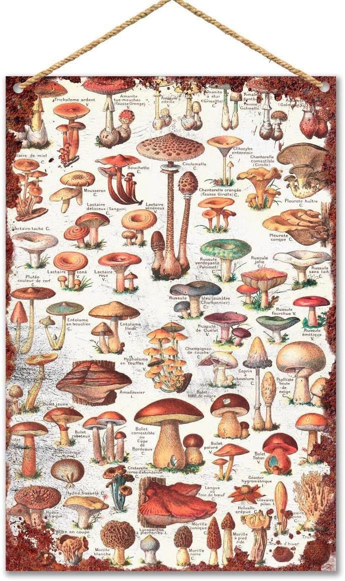 Sanavie Vintage Mushroom Types Of Fungi Mushroom Knowledge Metal Wall Plaque Tin Sign Decoration Vintage Metal Poster Wall Decor Art Gift For Farm Garden Party Sign 8X12 Inch