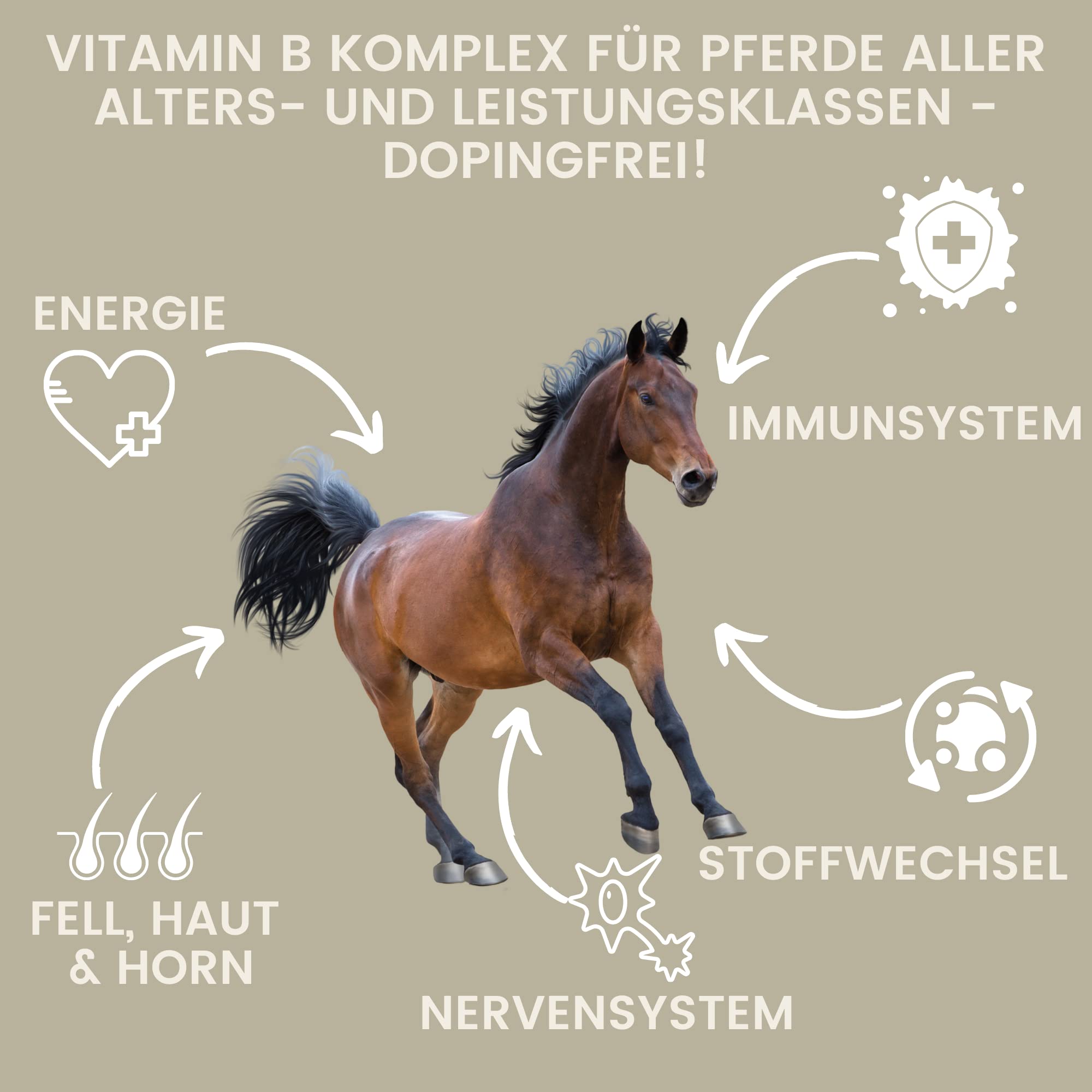Complejo vitamínico B Caballo 1L Líquido I Vitamina B Altamente dosificada con B1 B2 B6 B12 vitaminas B El Complejo vitamínico B favorece la Musculatura el Sistema inmunitario metabolismo nervioso