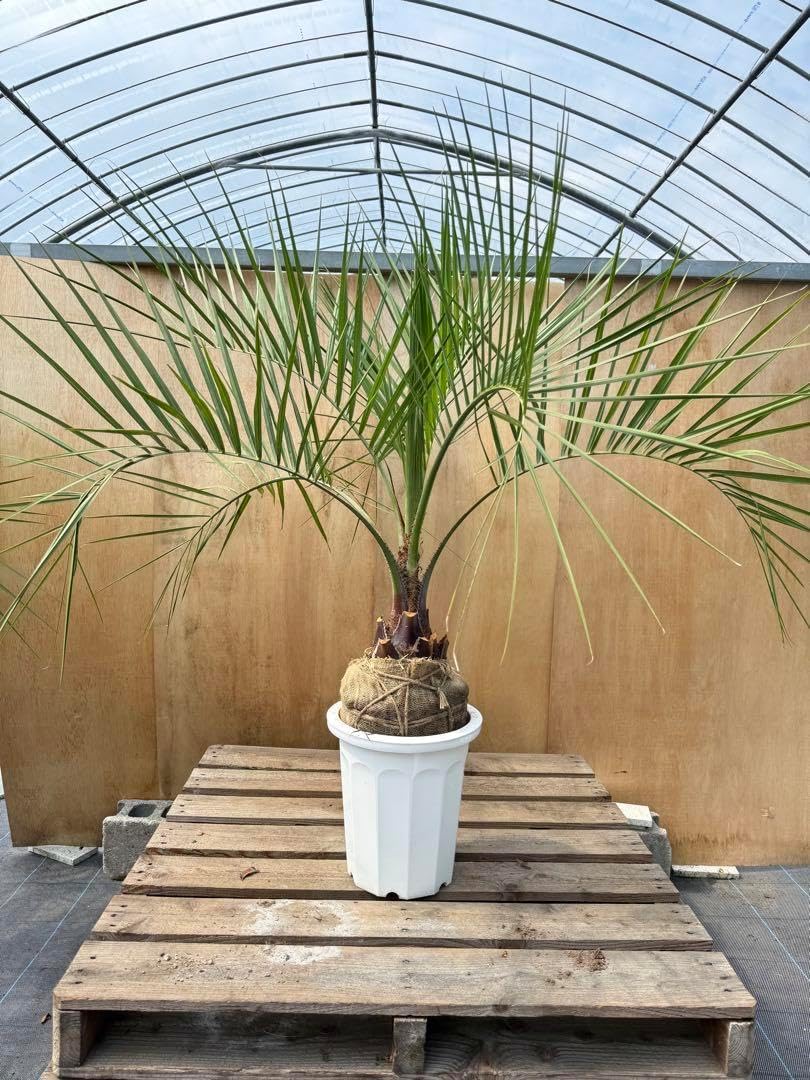 ココスヤシ シルバーリーフ葉先100幹回り50cm 幹高15cm 【7 ココスヤシ シルバーリーフ葉先100幹回り50cm 幹高15cm 【7