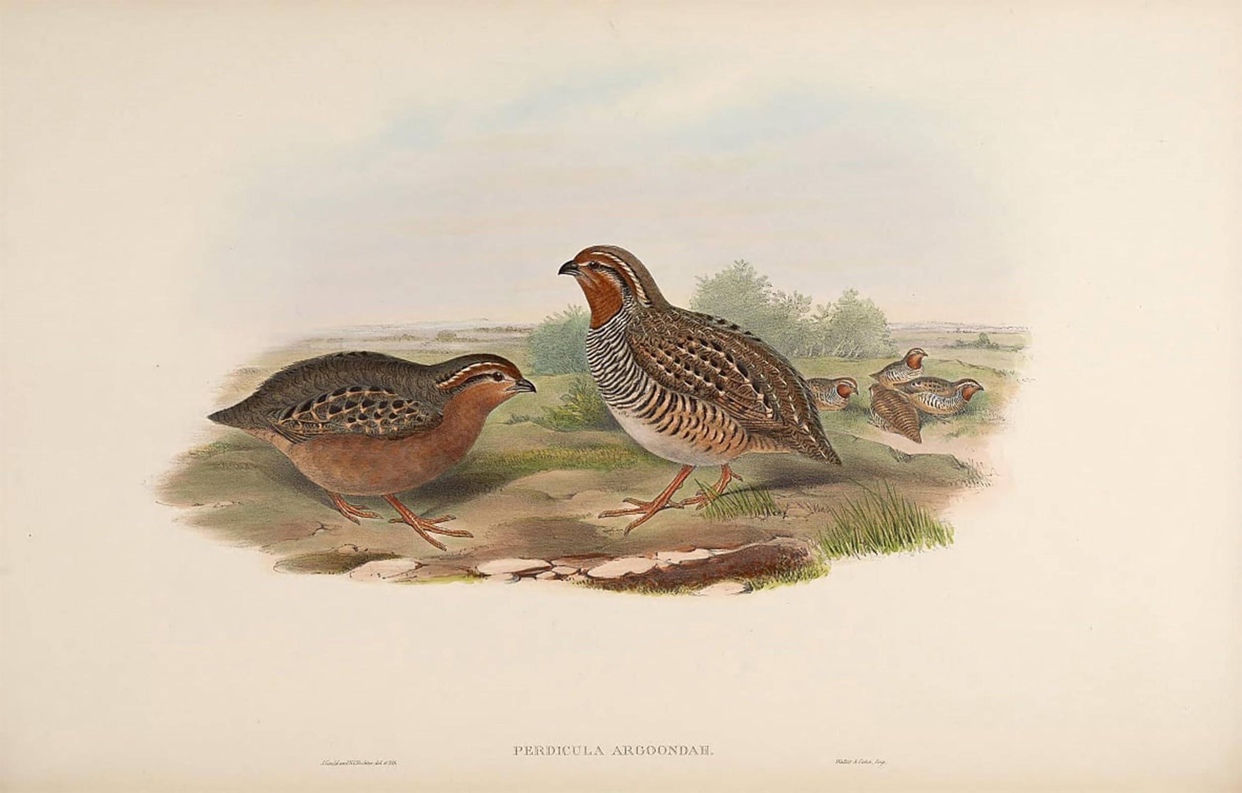 ARTXLXXBN Famous Art Print Poster Vintage Wall Art Animal Bird Perdicula Argoondah by John Gould Canvas Art Poster for Home Decor 60x90cm